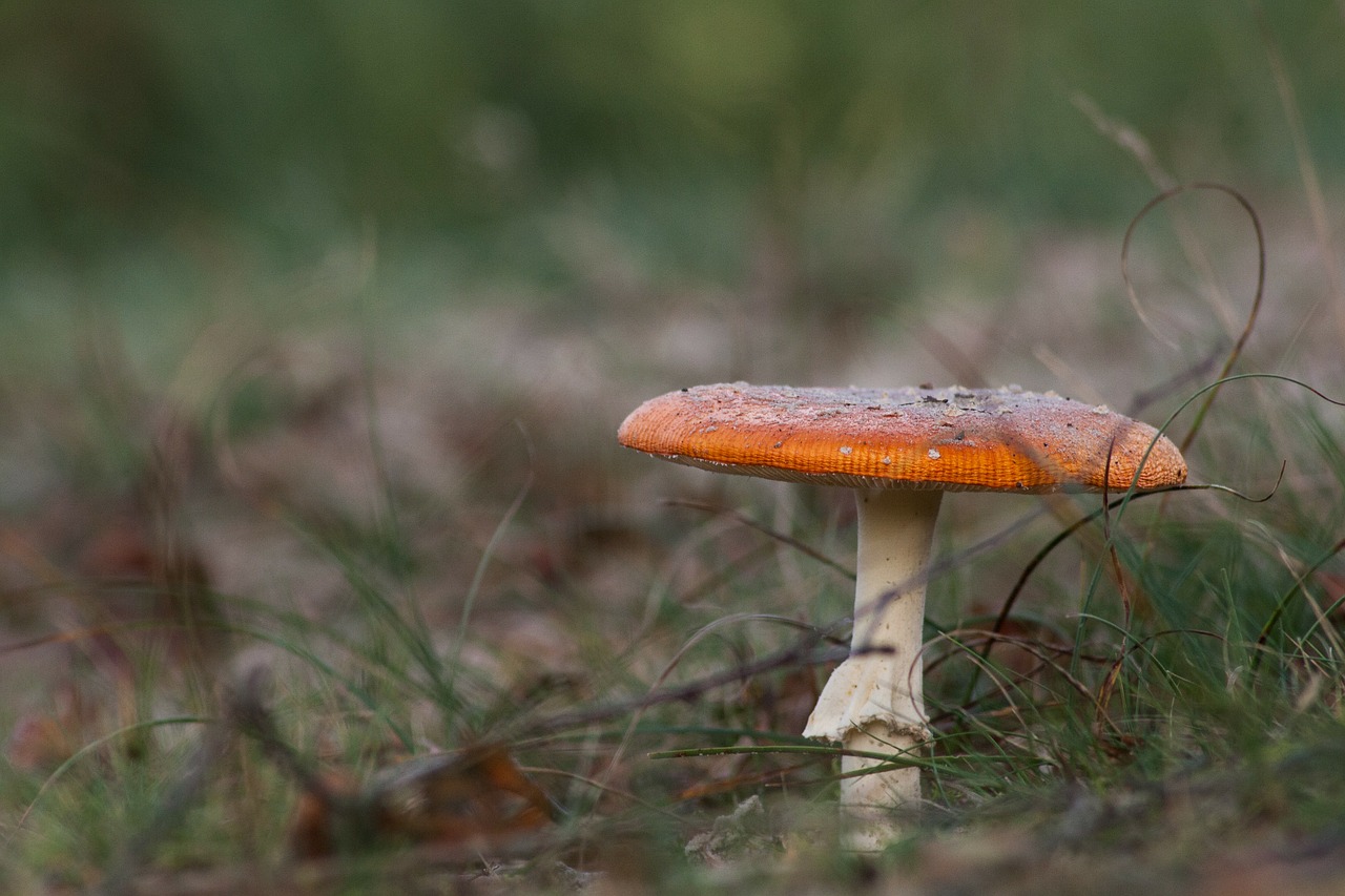 mushroom autumn nature free photo