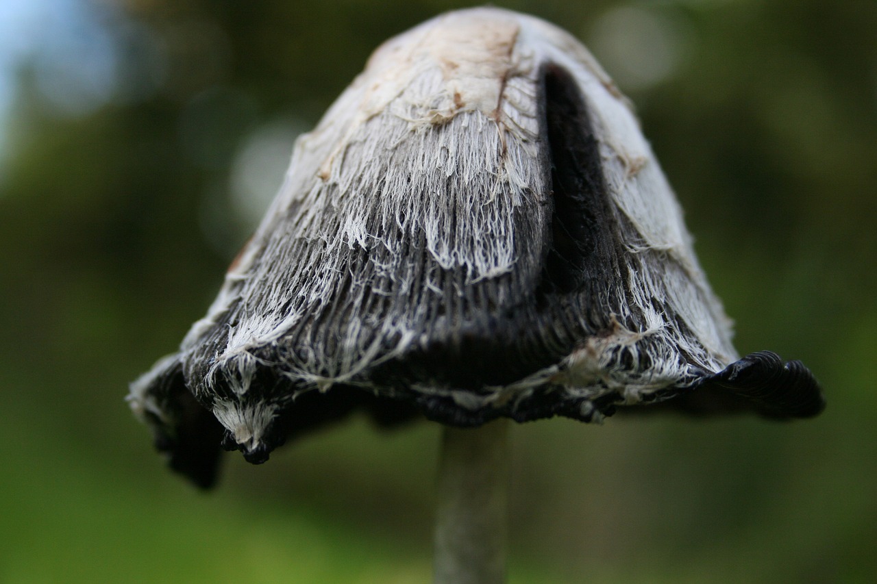 mushroom forest mushrooms free photo