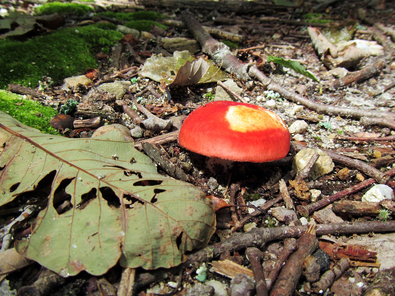 mushroom nature woods free photo