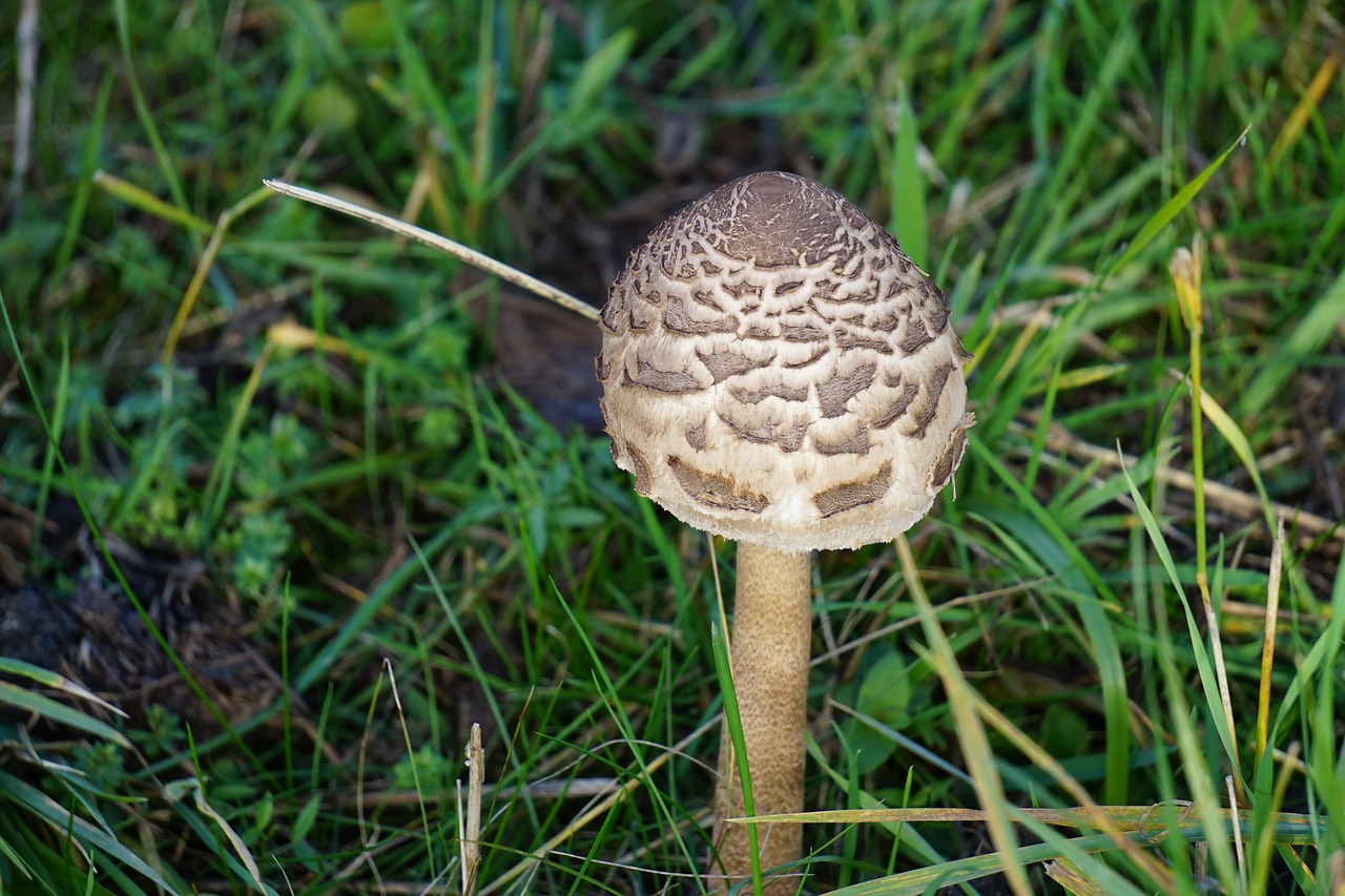 mushroom autumn meadow free photo