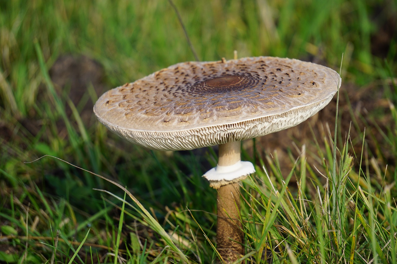 mushroom meadow autumn free photo