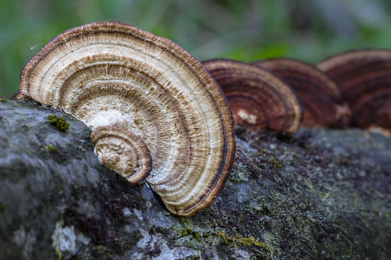 mushroom wood fungus tree fungi free photo