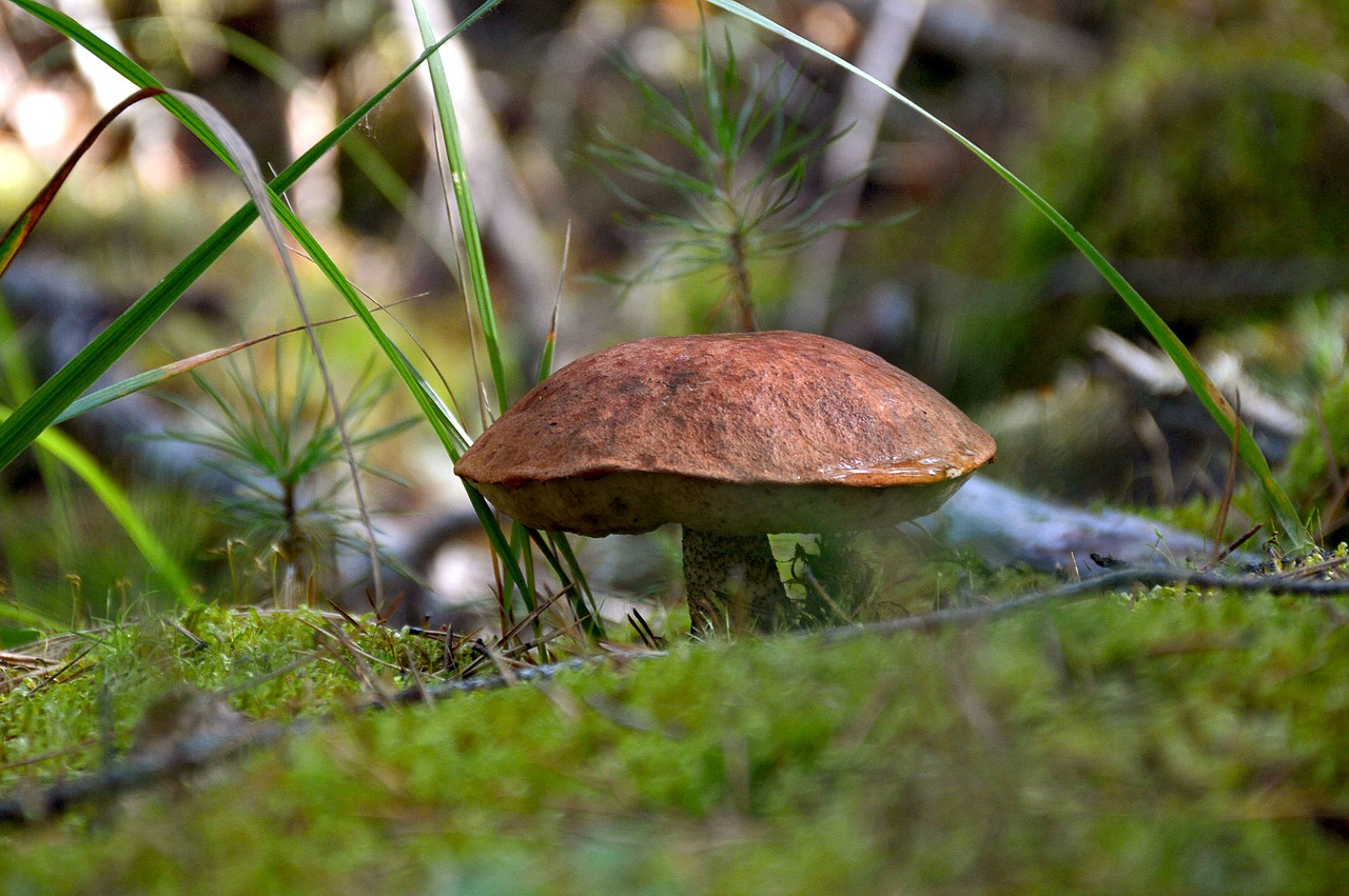 mushroom greens summer free photo