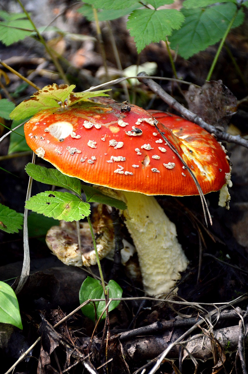 mushroom amanita summer free photo