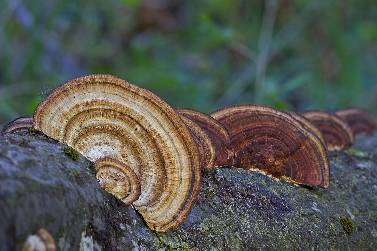 mushroom wood fungus tree fungi free photo