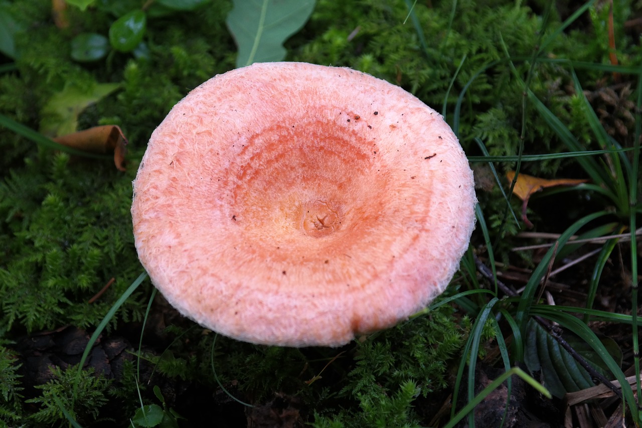 mushroom birch milchling lactarius torminosus free photo