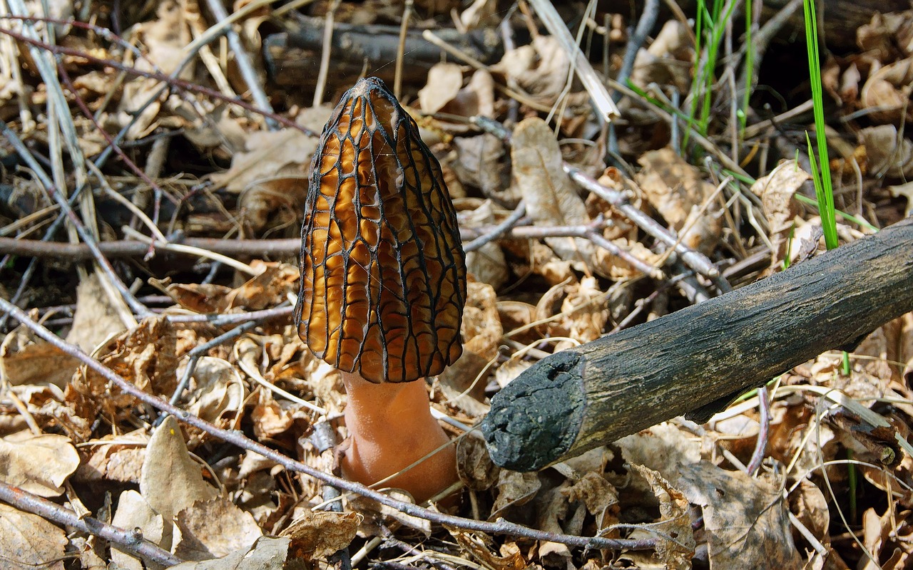 mushroom morel spring free photo