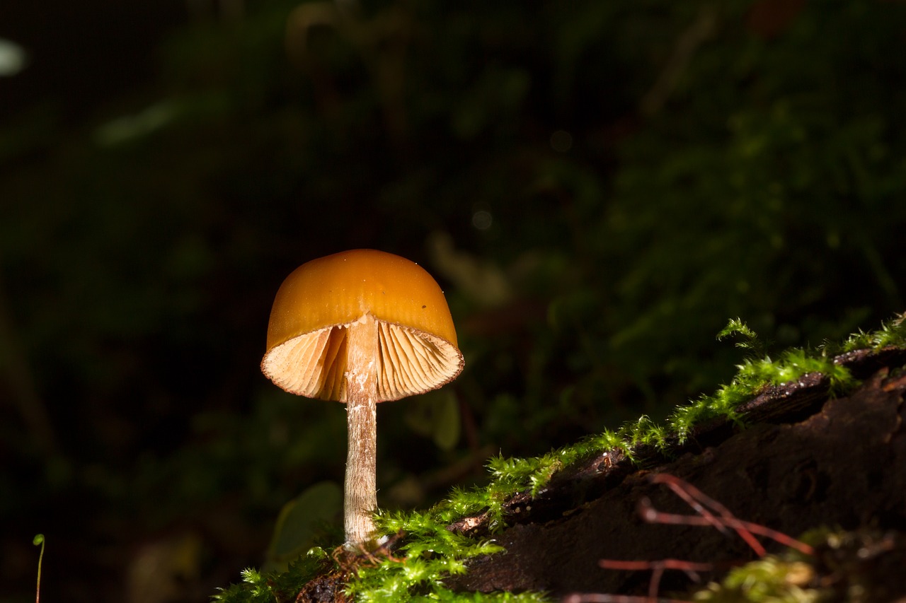 mushroom small mushroom sponge free photo