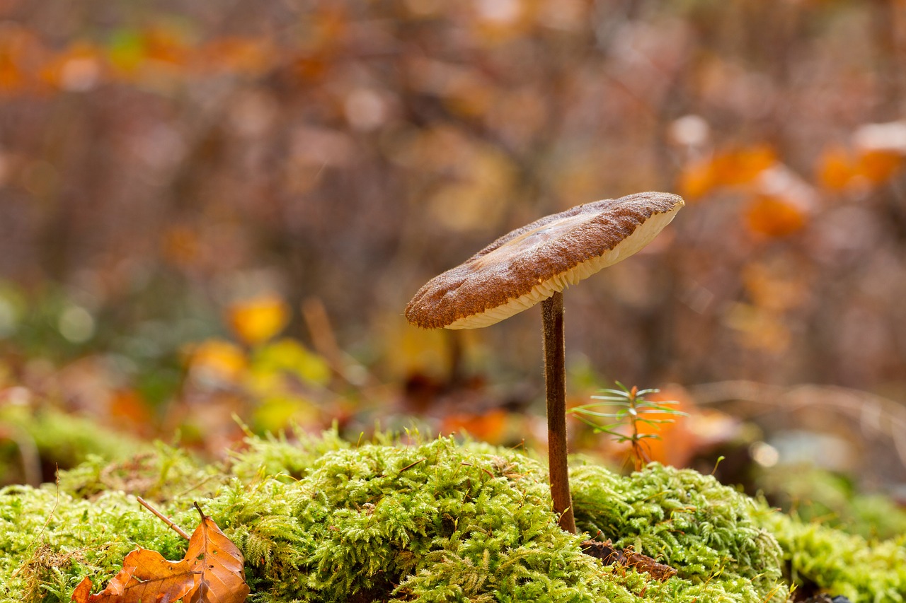 mushroom small mushroom sponge free photo