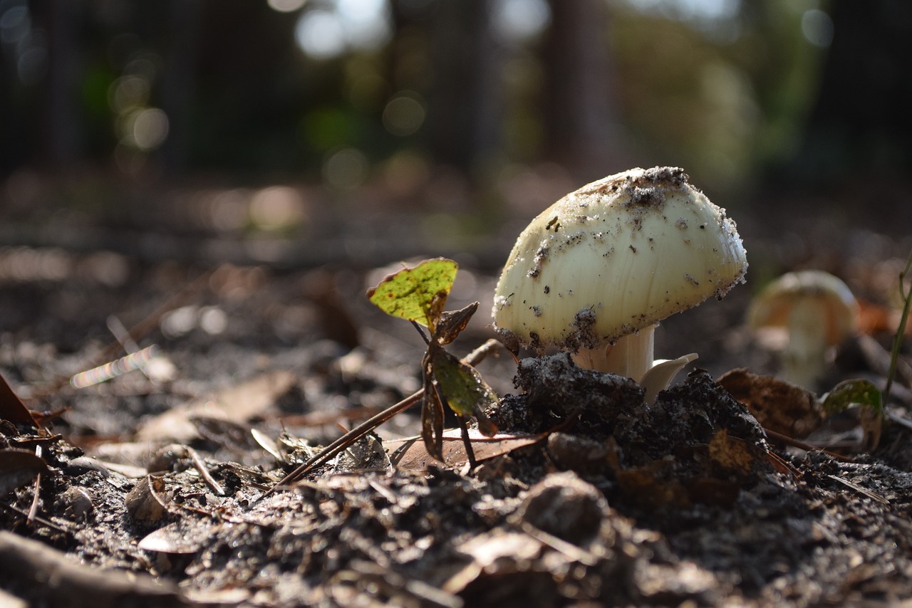 mushroom nature dirt free photo