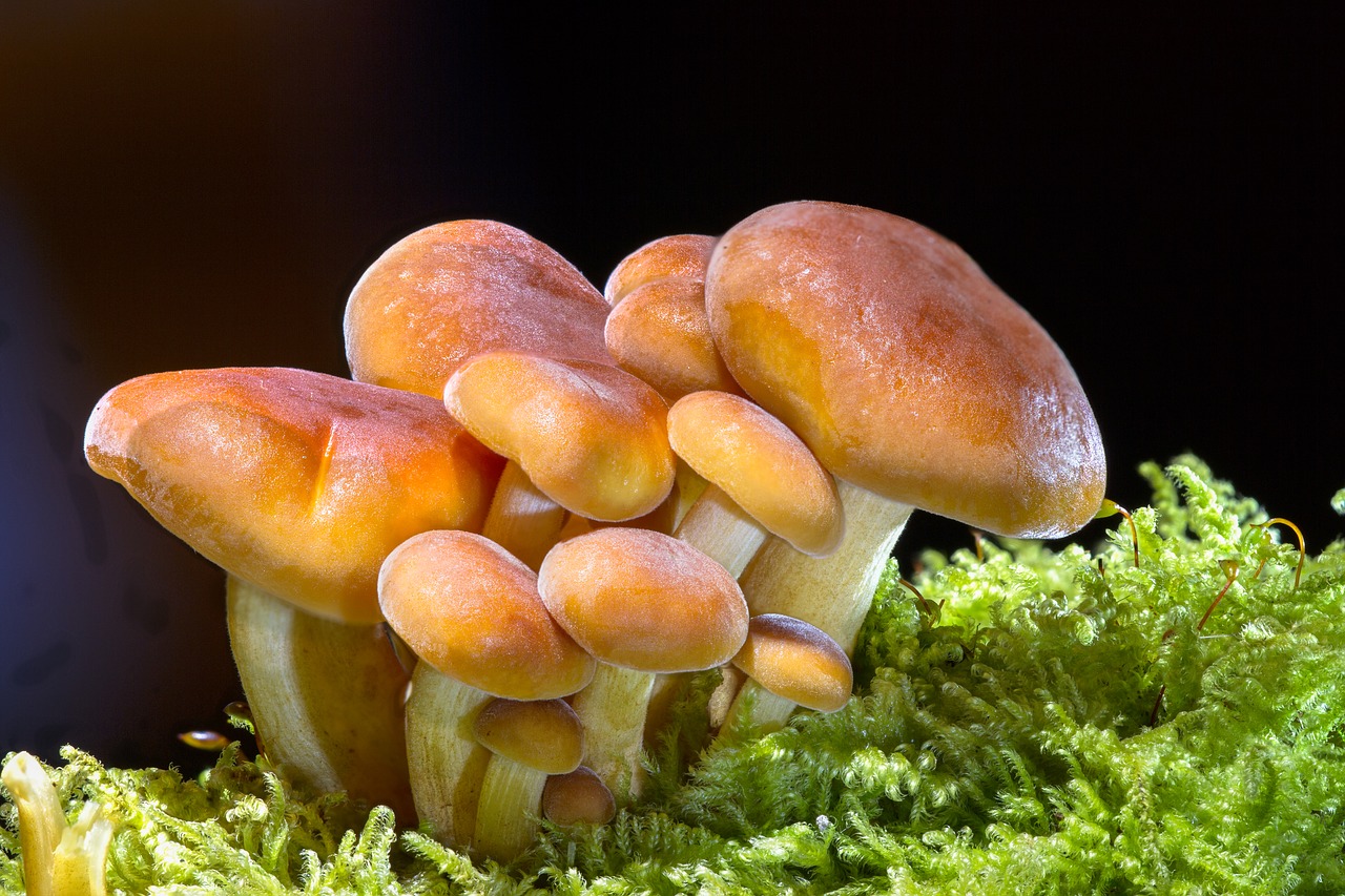 mushroom wood fungus sponge free photo