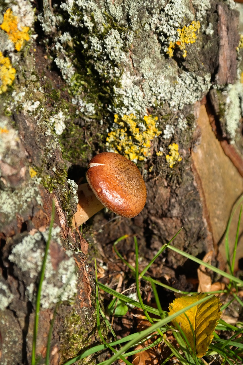 mushroom log bark free photo