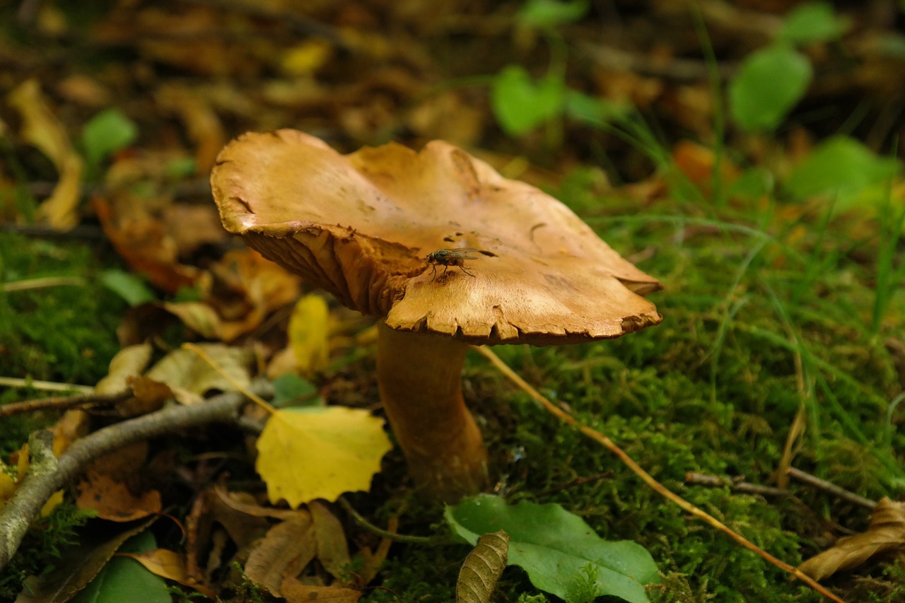 mushroom forest fly free photo