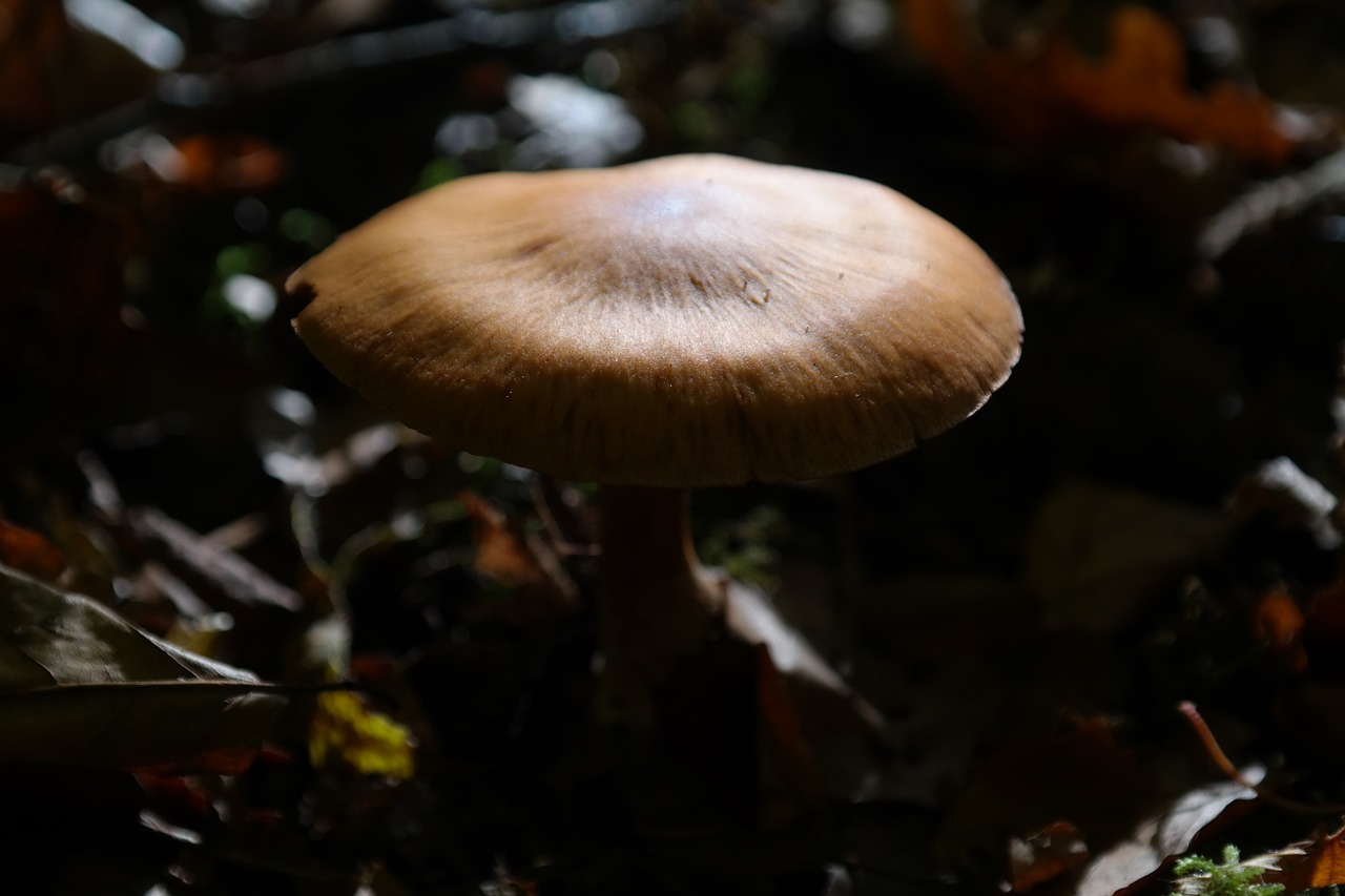 mushroom forest sharp gebuckelter out head free photo