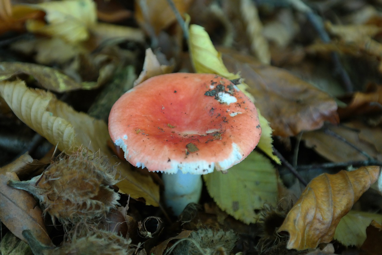mushroom forest cherry spei russula free photo