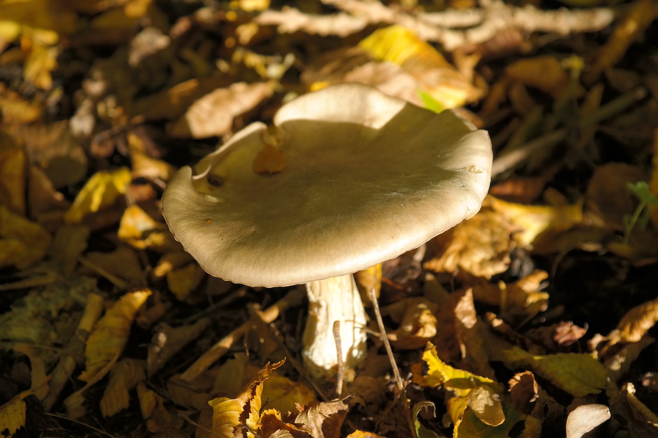 mushroom forest mushroom toxic free photo