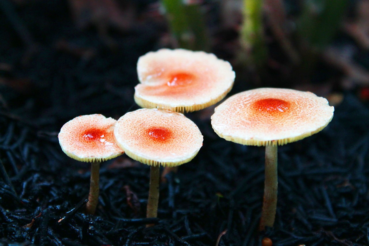 mushroom boletus rain free photo
