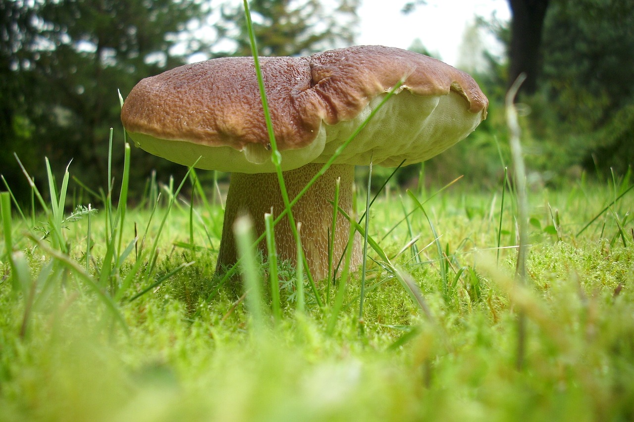 mushroom cep autumn free photo