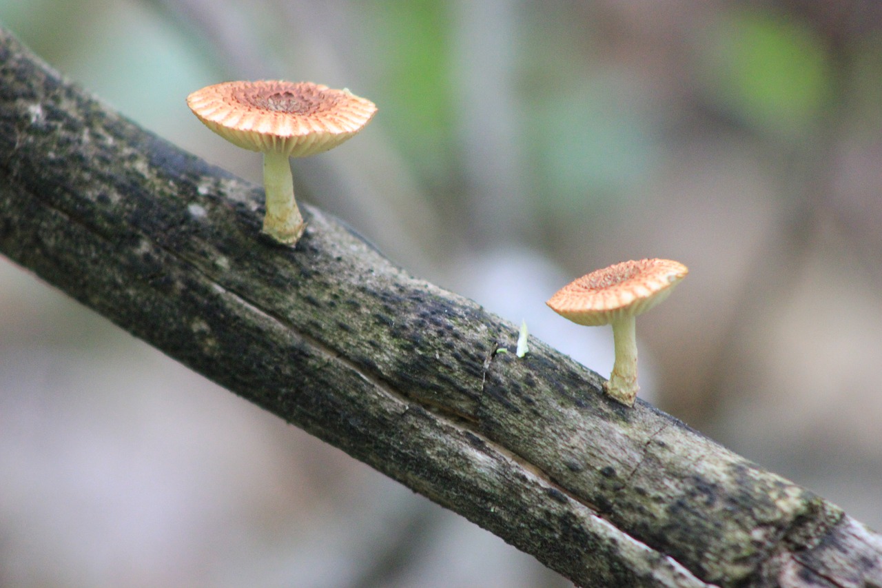 mushroom nature forest free photo