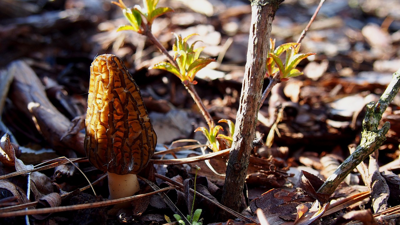 mushroom morchella conica macro free photo