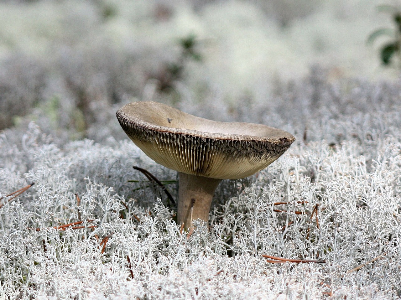 mushroom edible autumn free photo