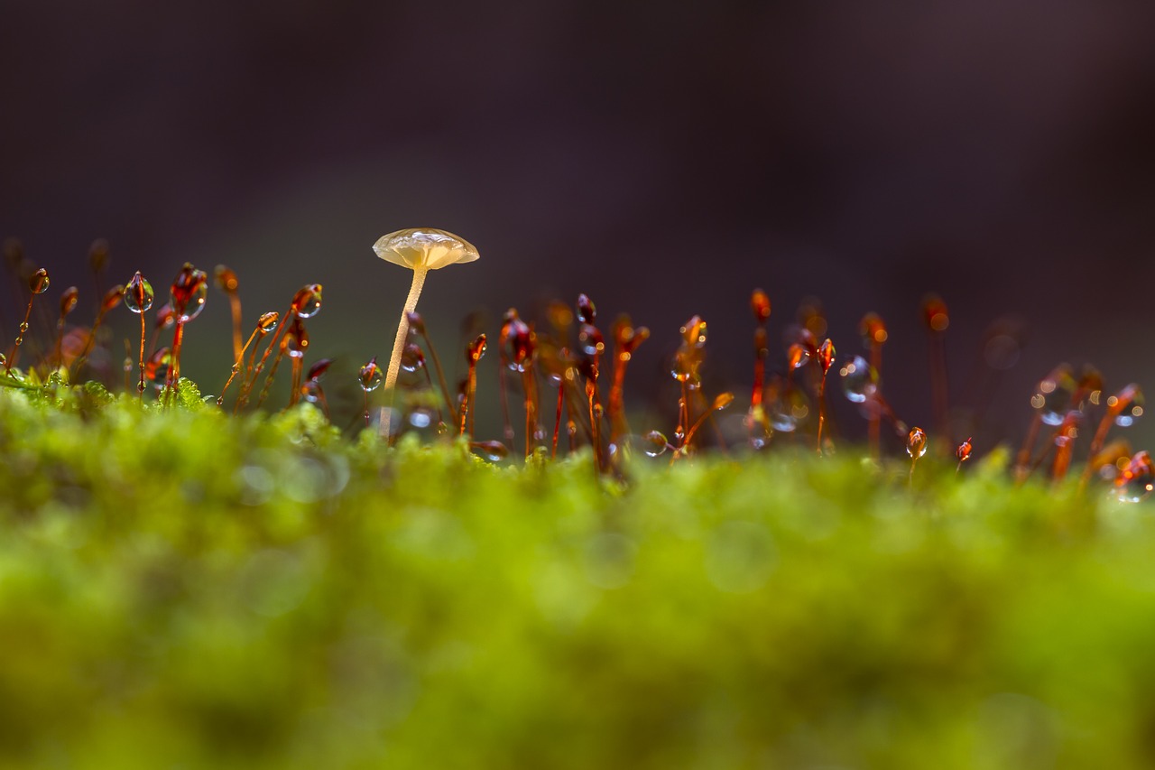 mushroom moss thriving moss free photo