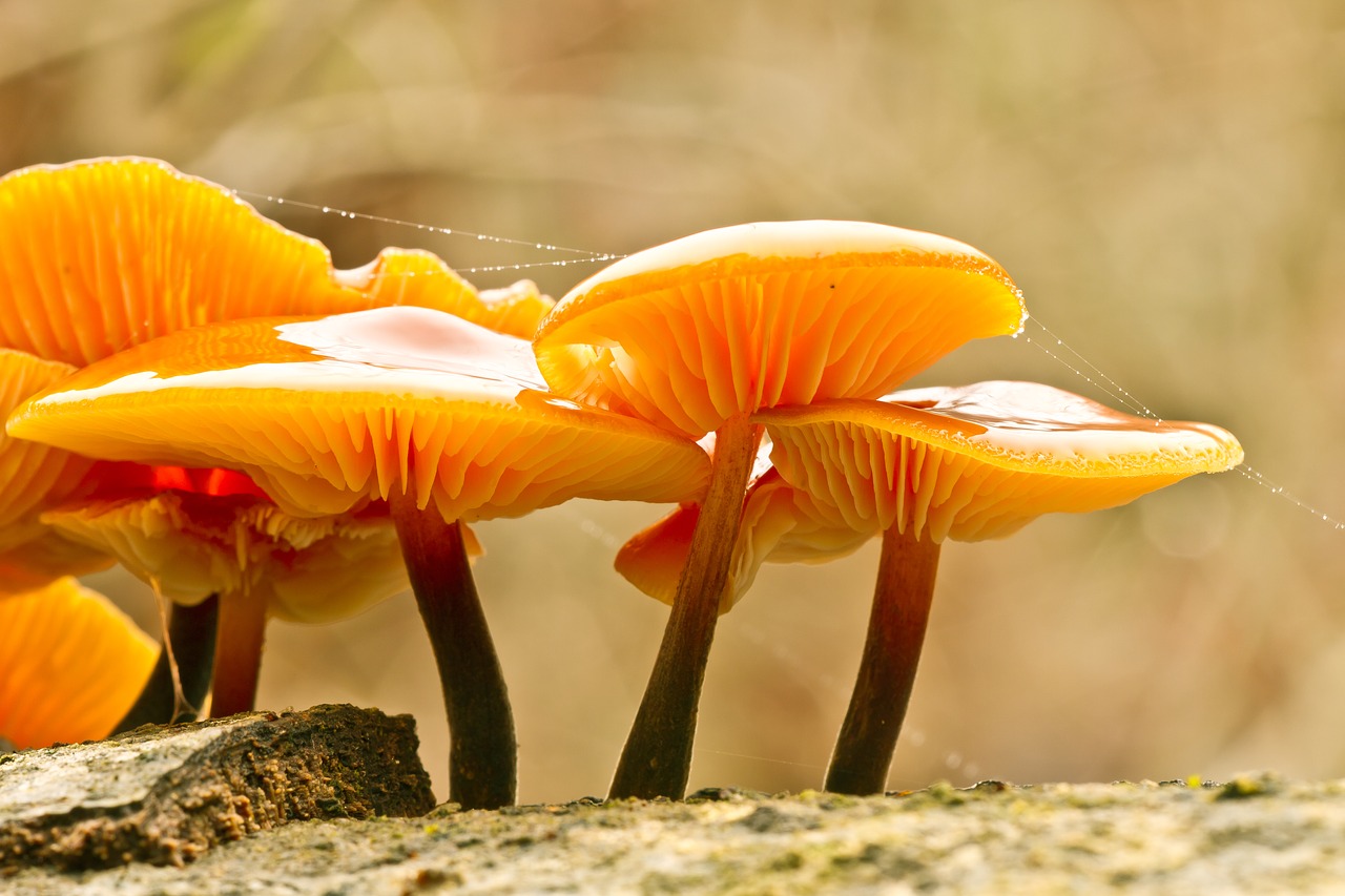 mushroom mushroom group sponge free photo