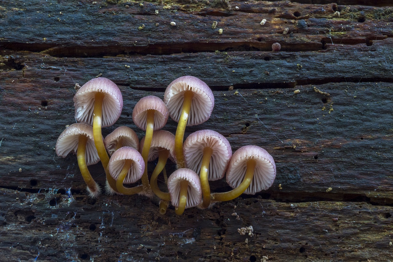 mushroom small mushroom sponge free photo