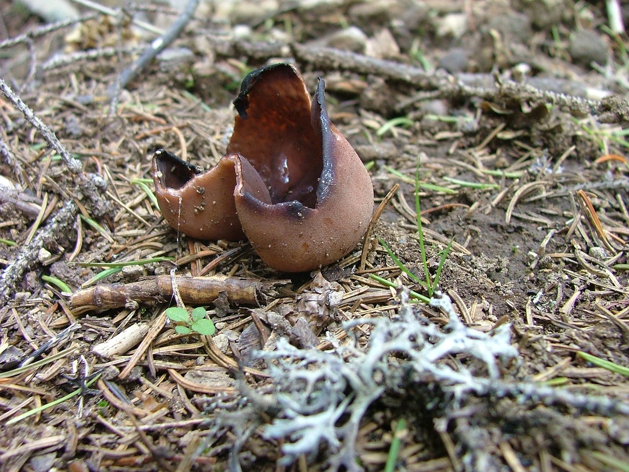 mushroom brown coccinea meadow abyss free photo