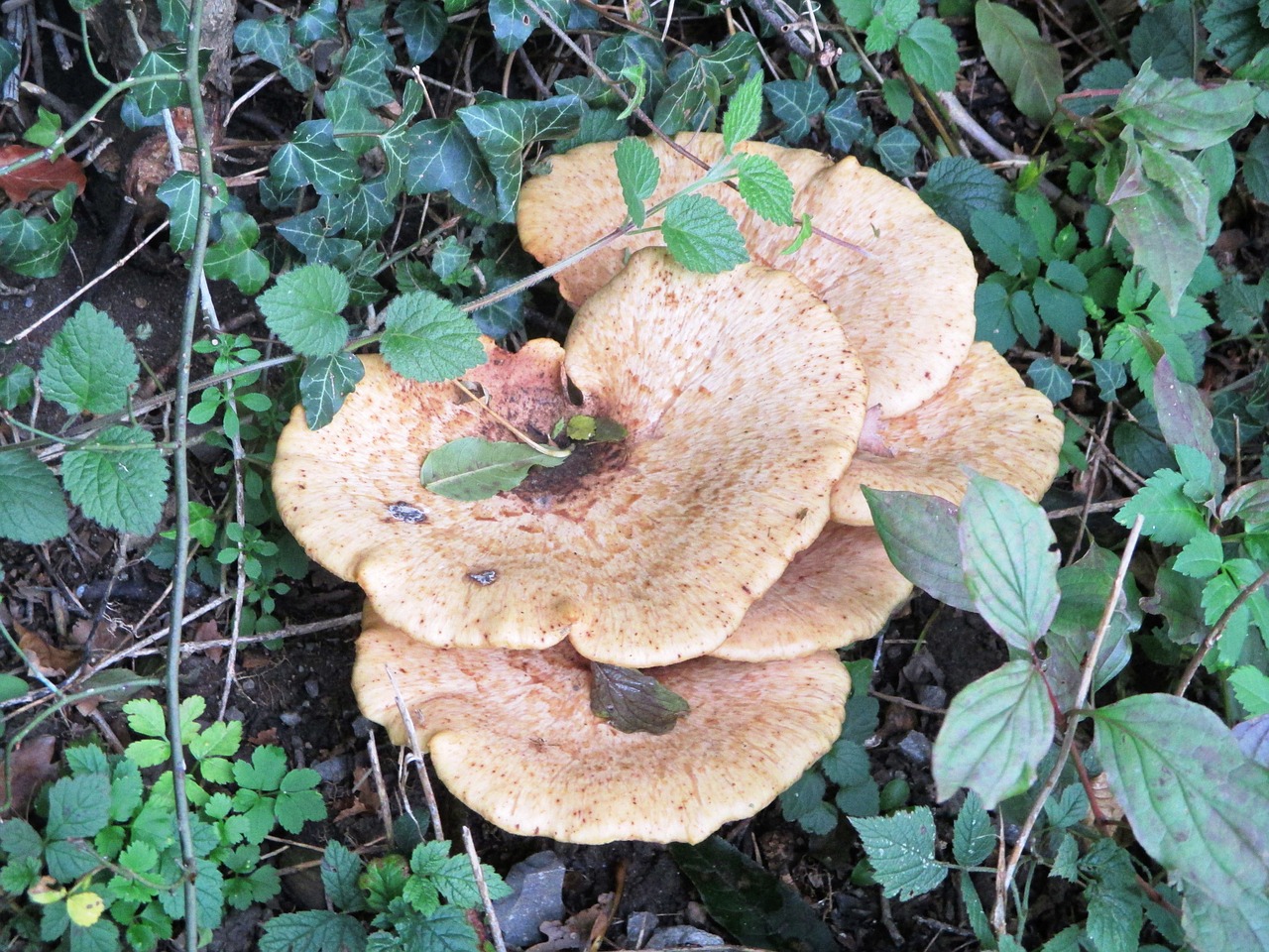 mushroom autumn forest free photo