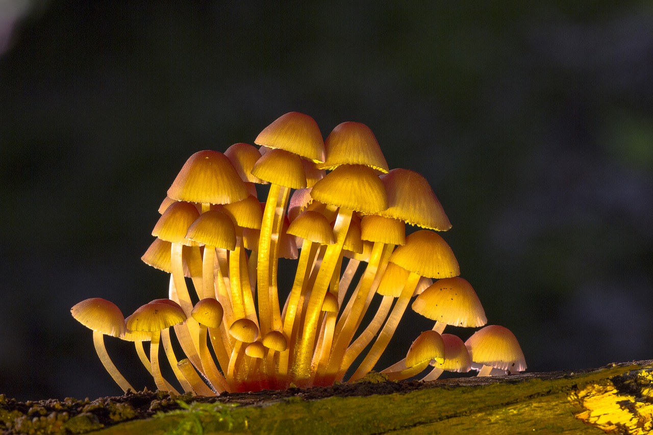 mushroom mushroom group sponge free photo