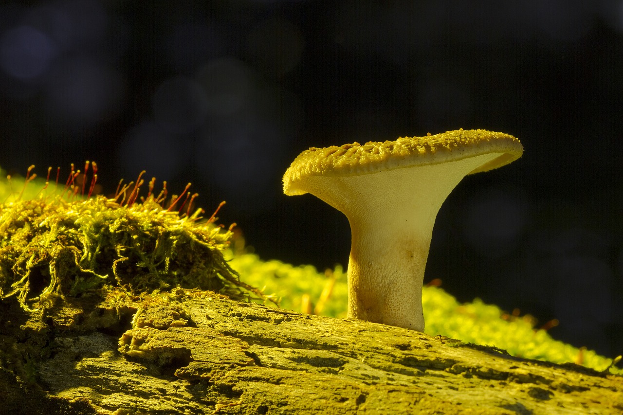 mushroom wood fungus tree fungi free photo