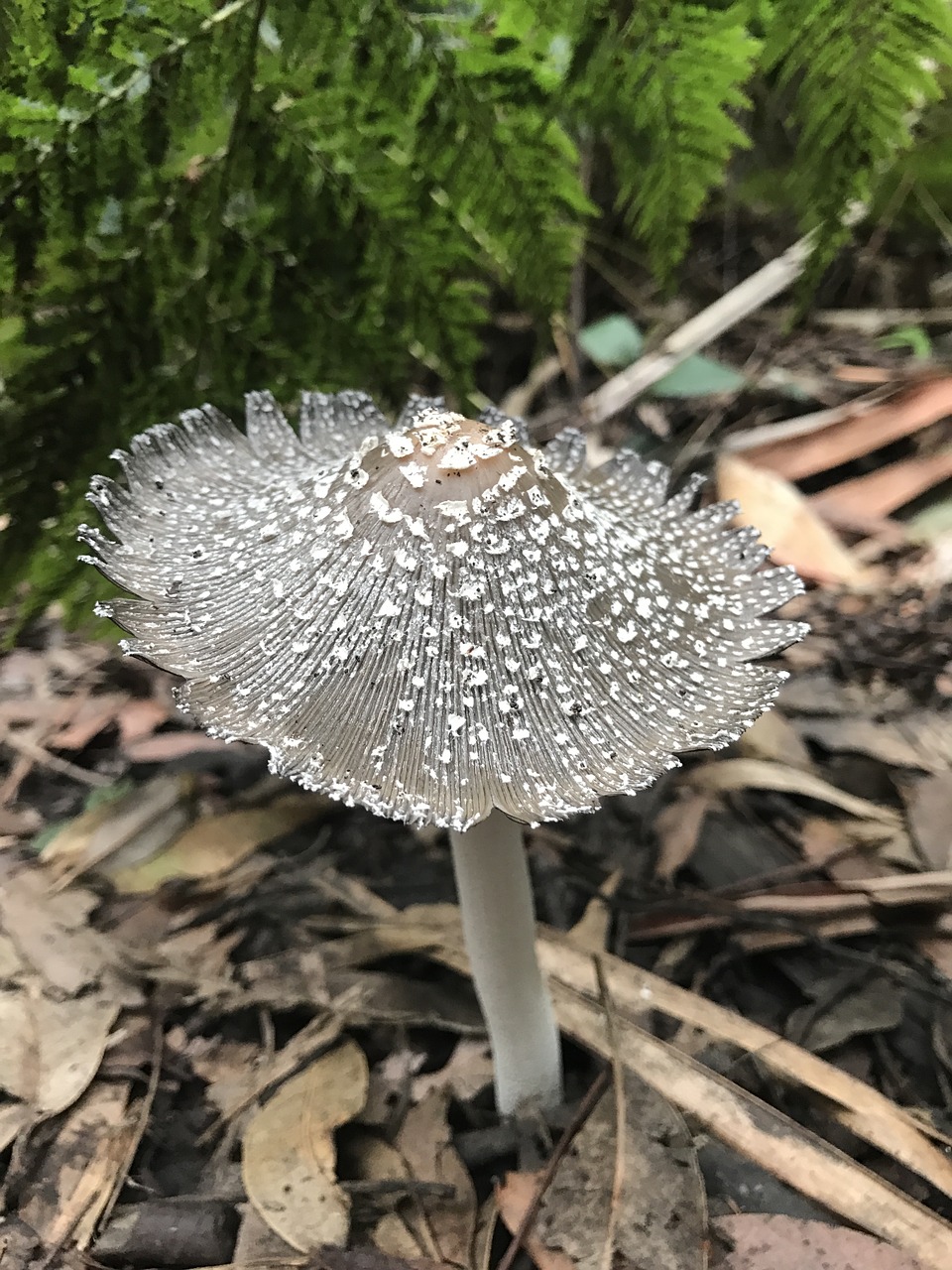 mushroom nature fairy free photo