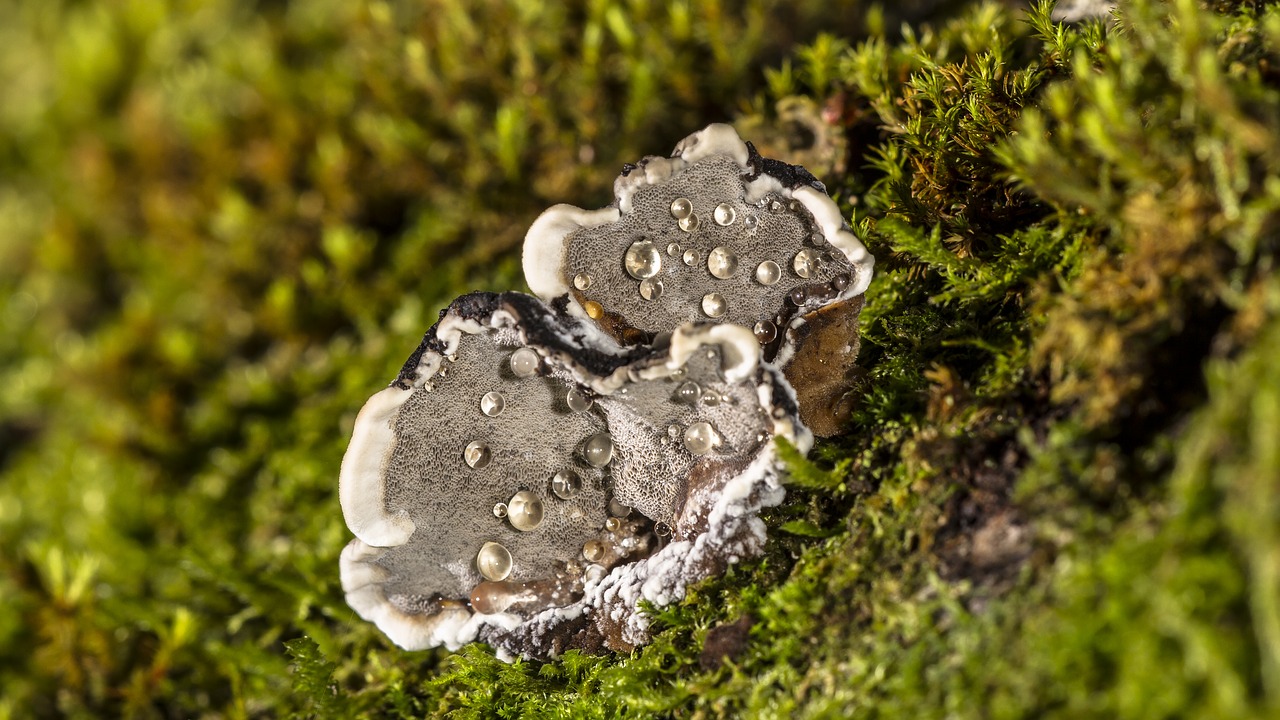 mushroom wood fungus beaded free photo