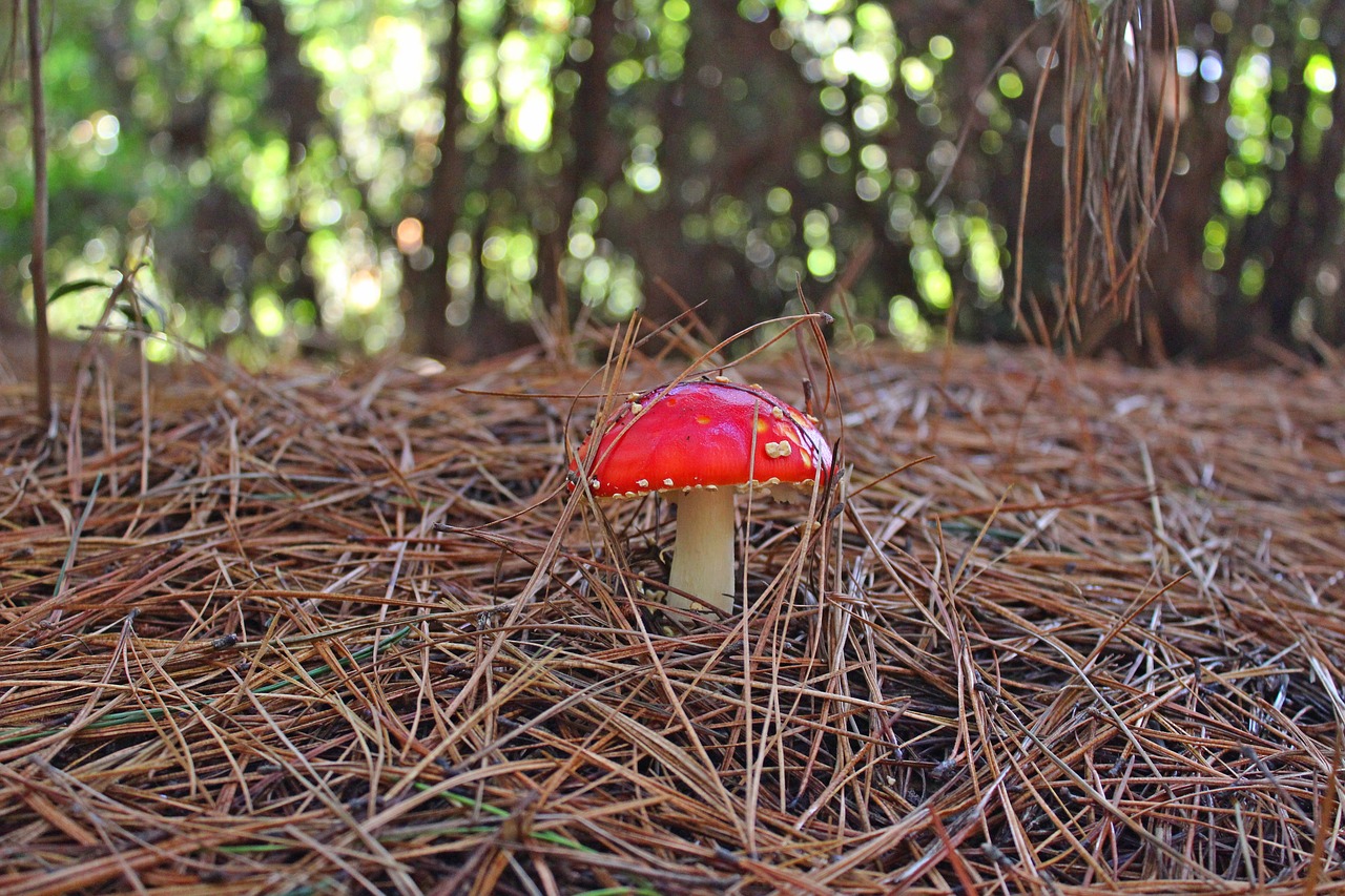 mushroom red nature free photo