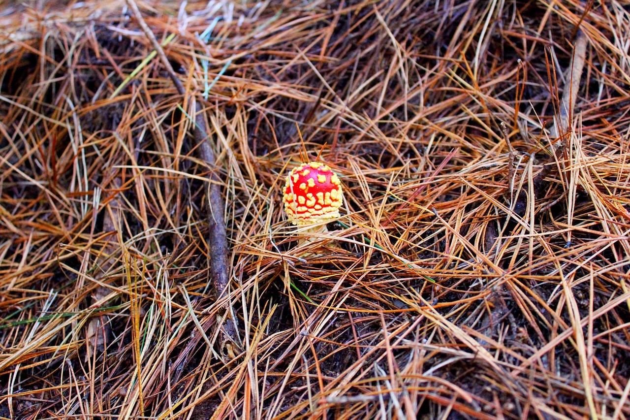 mushroom red nature free photo