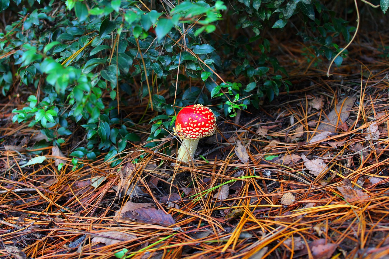 mushroom red nature free photo