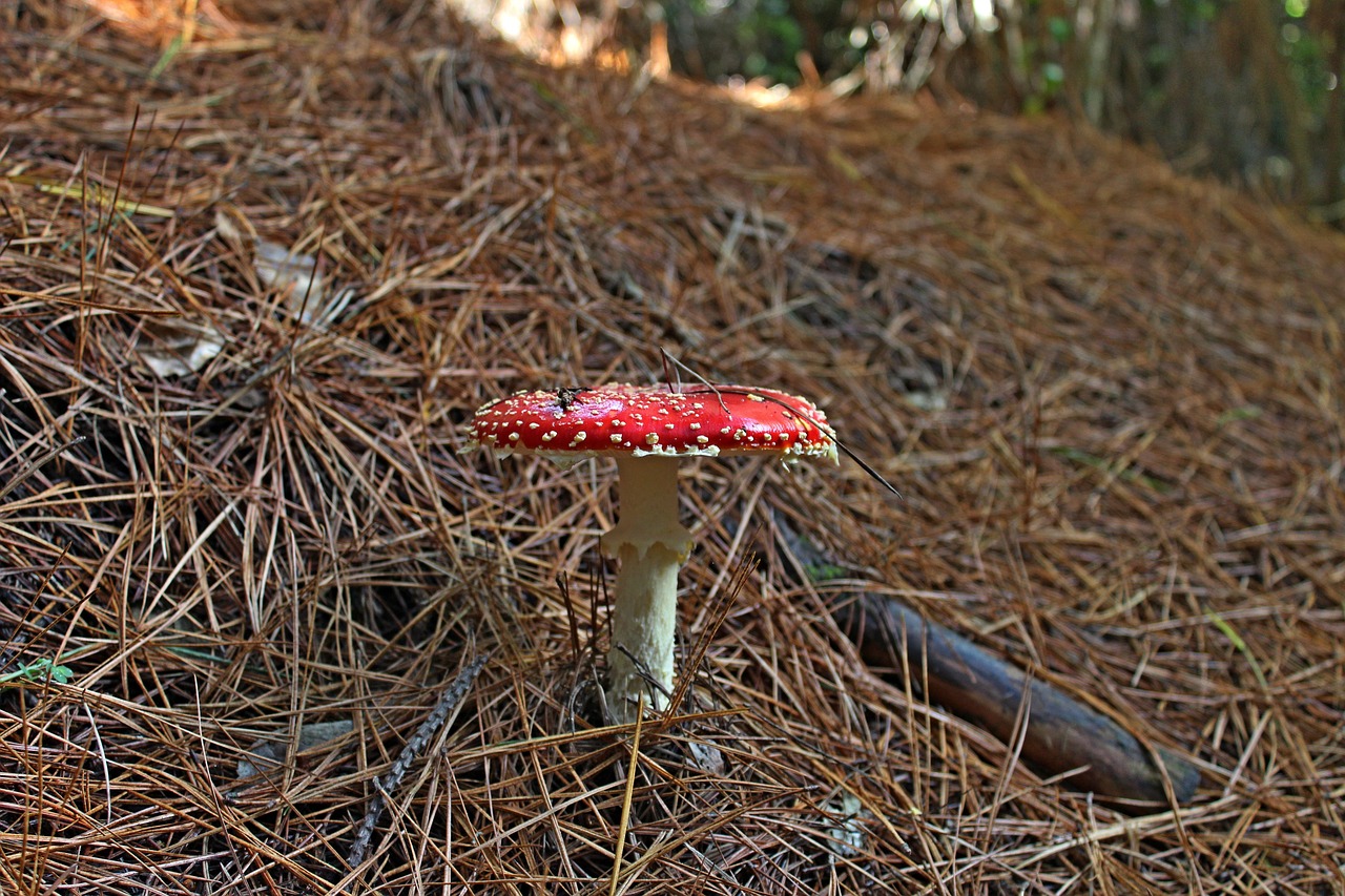 mushroom red nature free photo