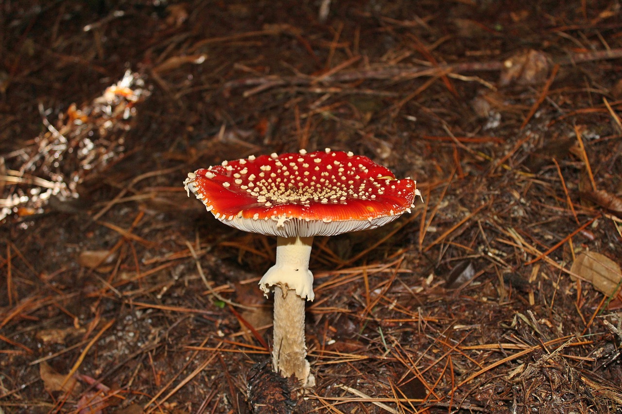 mushroom red nature free photo