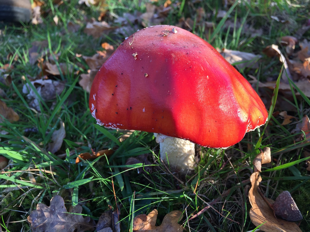 mushroom autumn nature free photo