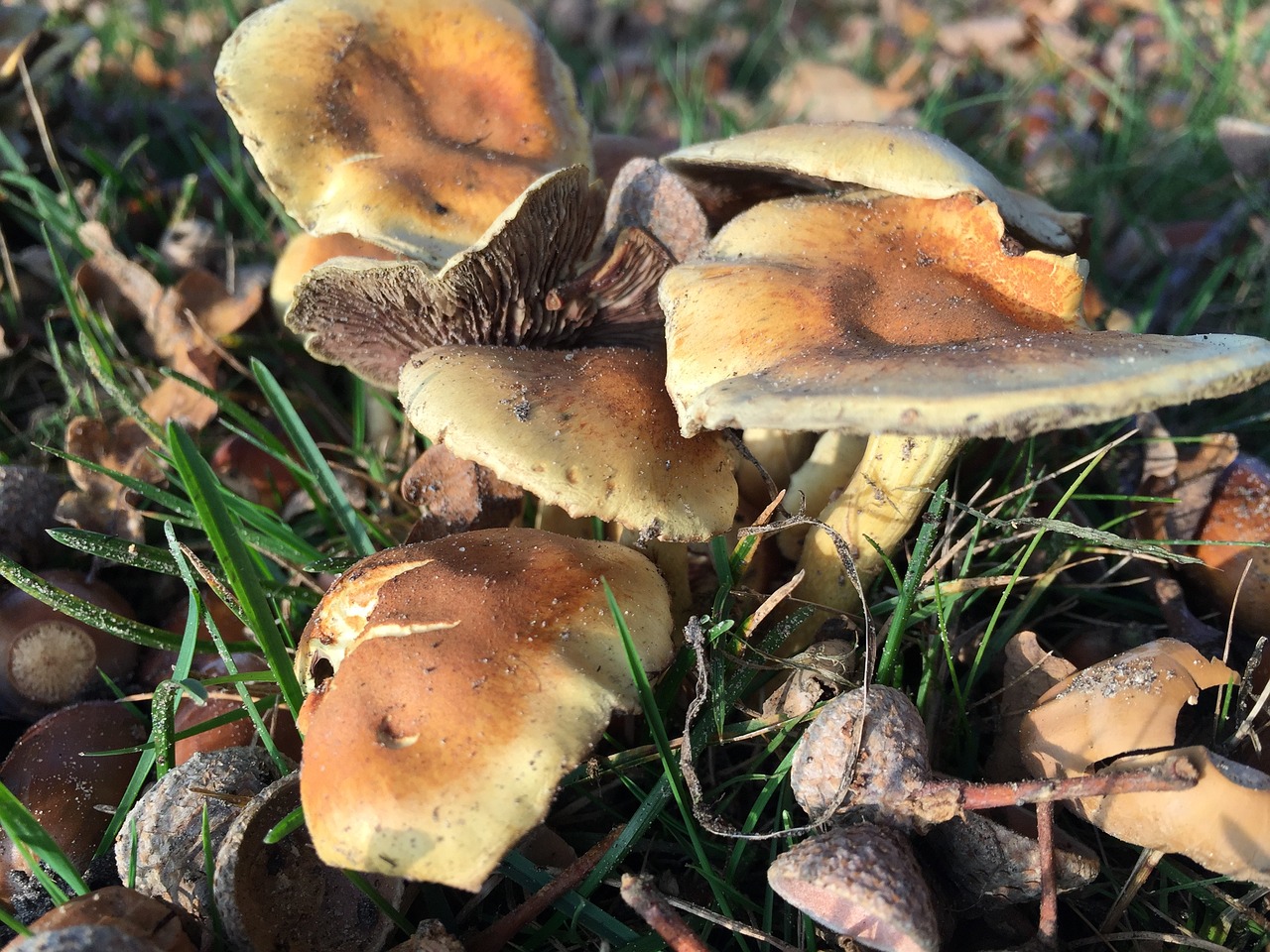 mushroom autumn nature free photo