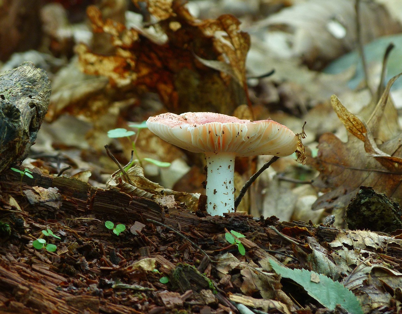 mushroom nature woods free photo