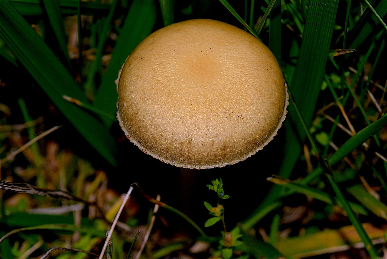 mushroom brown fresh free photo