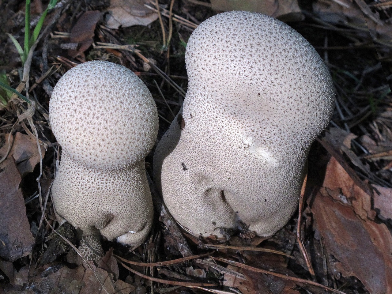 mushroom umbrinum lycoperdon perlatum free photo