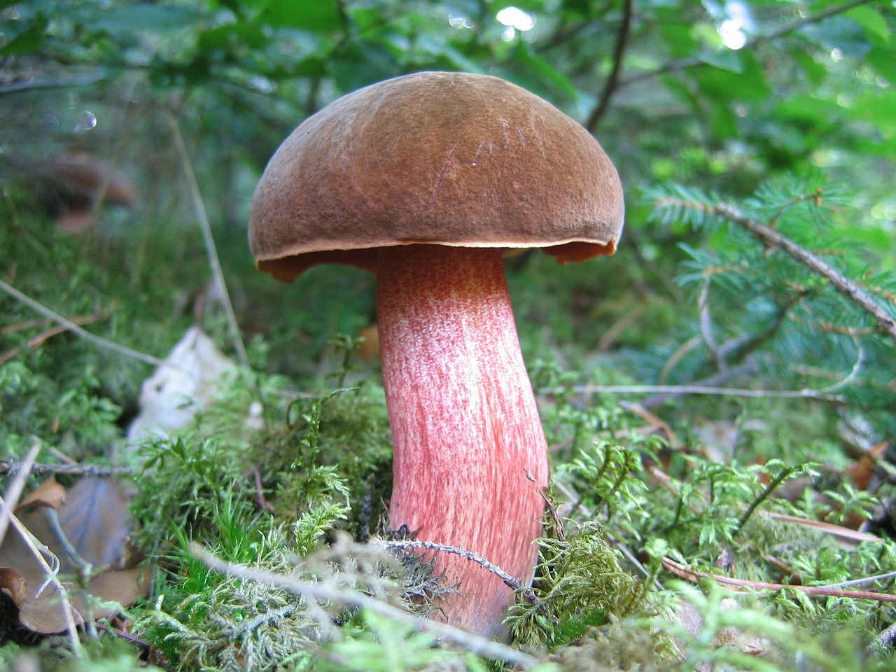 mushroom forest mushroom forest floor free photo