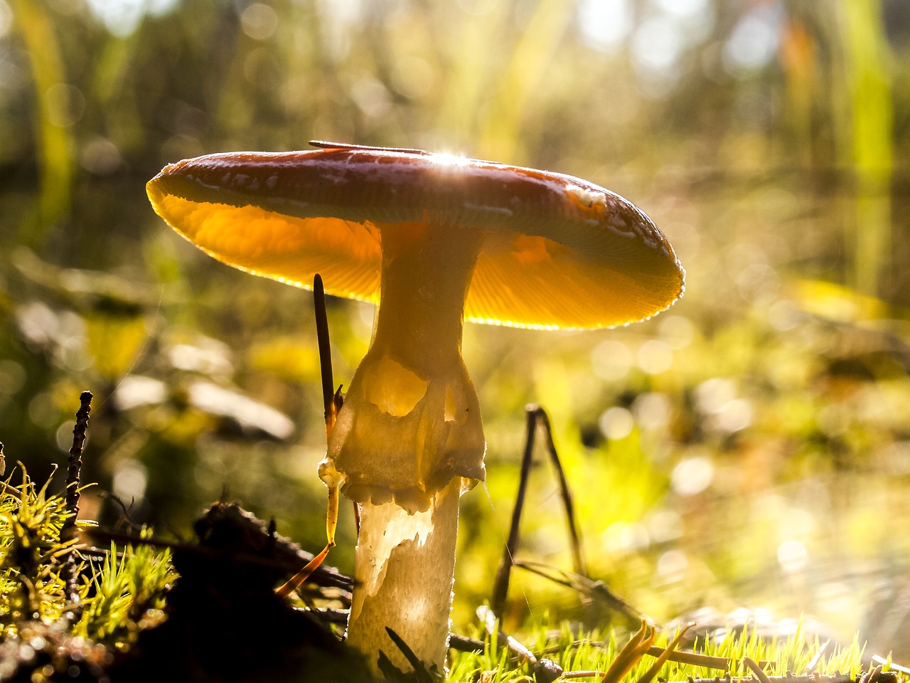 mushroom fly agaric nature free photo