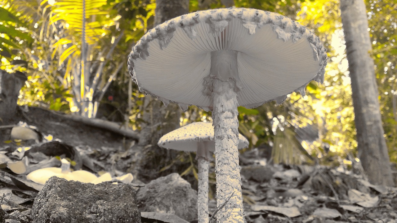 mushroom splash splashed free photo