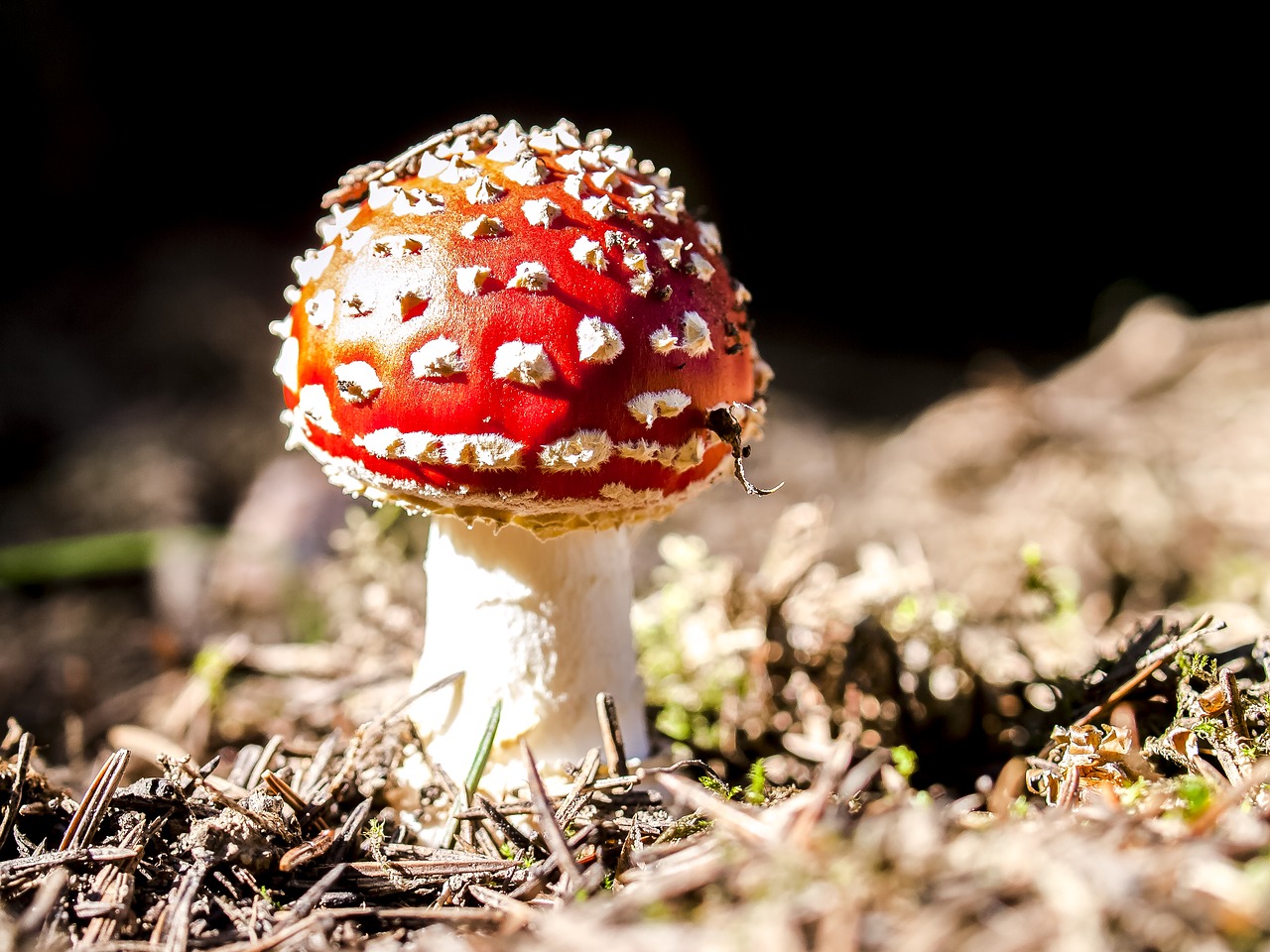 mushroom fly agaric nature free photo