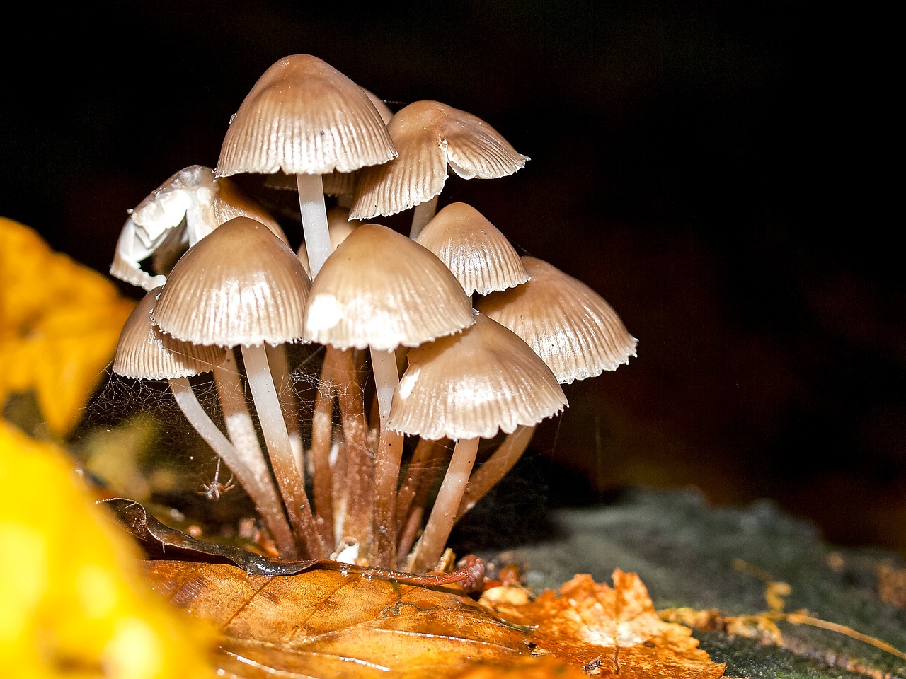 mushroom nature forest free photo