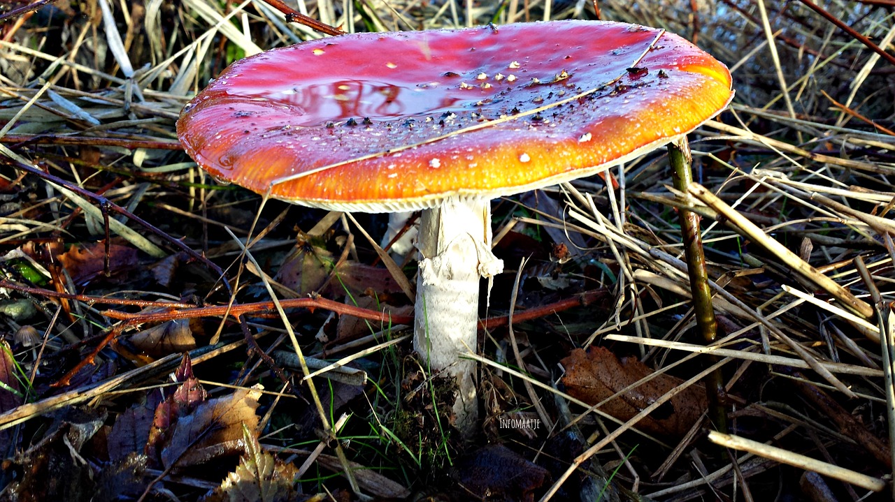 mushroom autumn dotty free photo